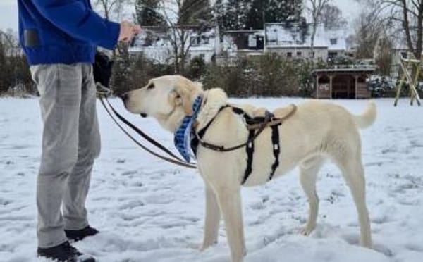 Gandalf - ein neuer Teil deiner Familie?