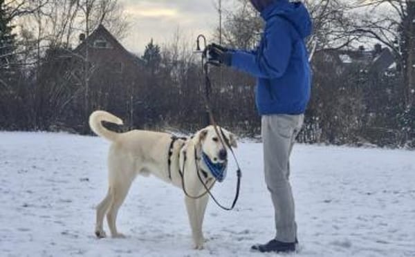 Gandalf - ein neuer Teil deiner Familie?