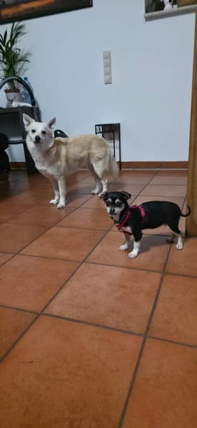 🐾 Leni  Ein kleines Wunder mit großem