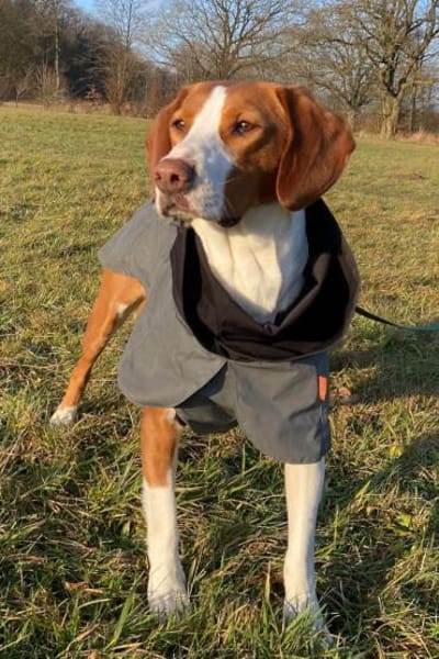 Rosie 💗 wartet in 23617 Stockelsdorf