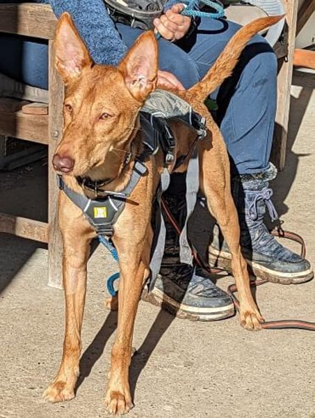 Baco - sanftes Herz sucht großes Glück