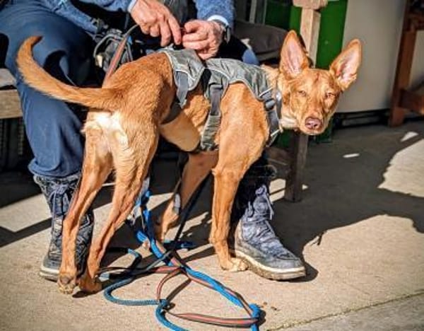 Baco - sanftes Herz sucht großes Glück