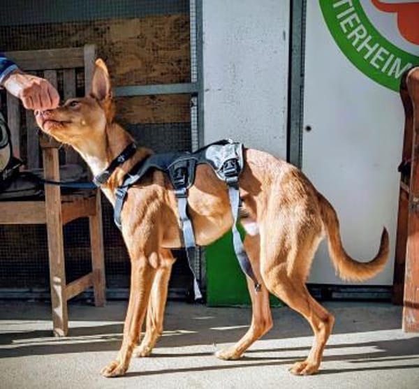 Baco - sanftes Herz sucht großes Glück