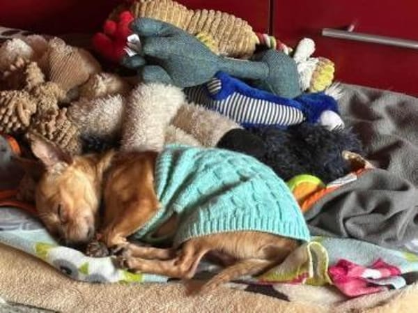 Mickey Maus - der Mensch ist ihm wichtig