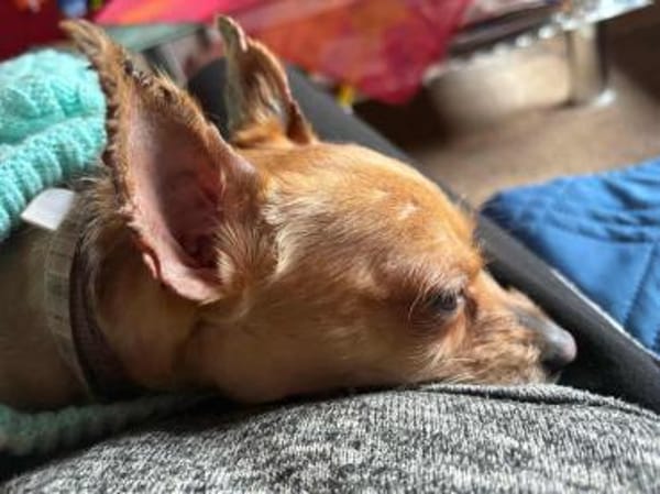 Mickey Maus - der Mensch ist ihm wichtig