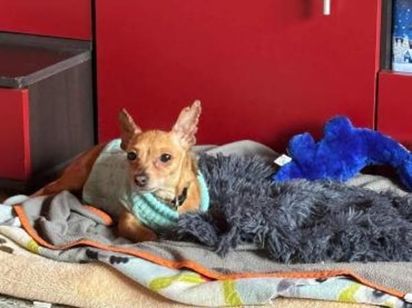 Mickey Maus - der Mensch ist ihm wichtig