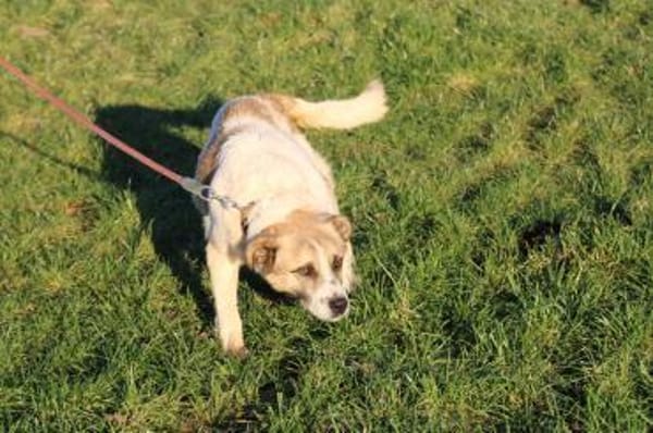 Grisu - wunderbarer Familienhund