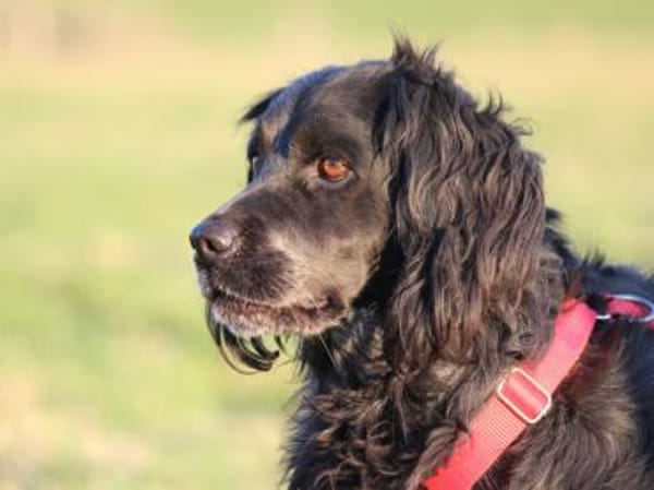 Geben Sie Maya Hoffnung?