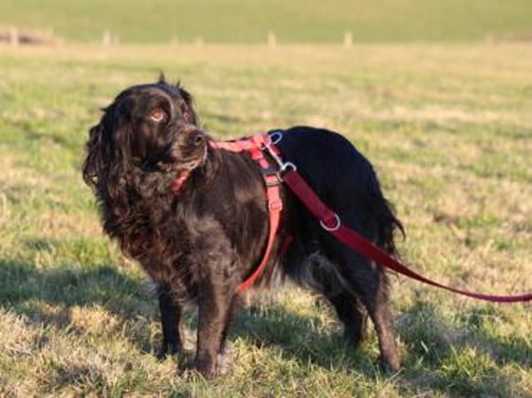 Geben Sie Maya Hoffnung?