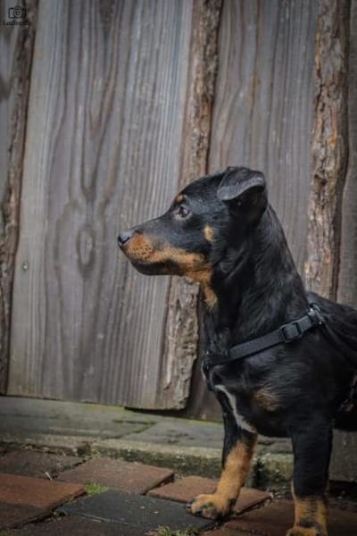 Zara sucht ihr Für-Immer-Zuhause