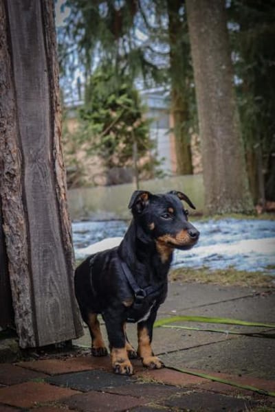 Zara sucht ihr Für-Immer-Zuhause