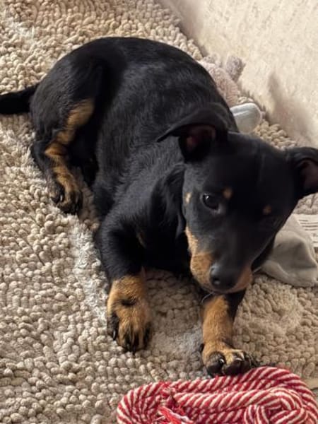 Zara sucht ihr Für-Immer-Zuhause