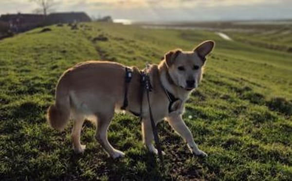 Sintra freut sich auf dich!