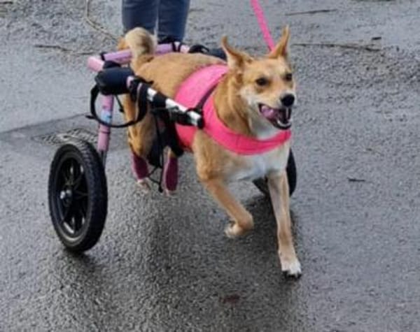 Schenkst du Speranta ein neues Leben?