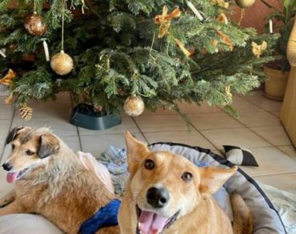 Schenkst du Speranta ein neues Leben?