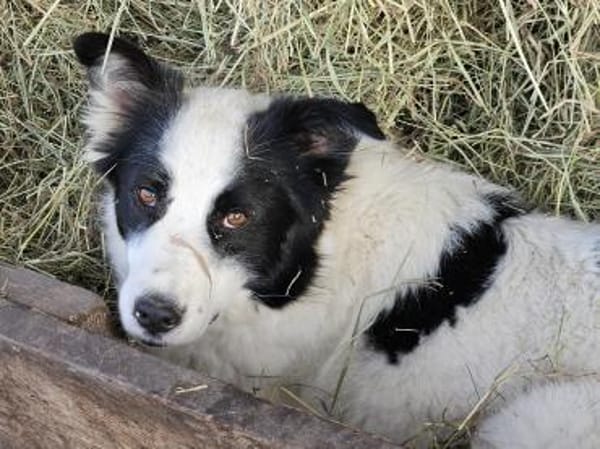 Naira wartet auf ein liebevolles Zuhause