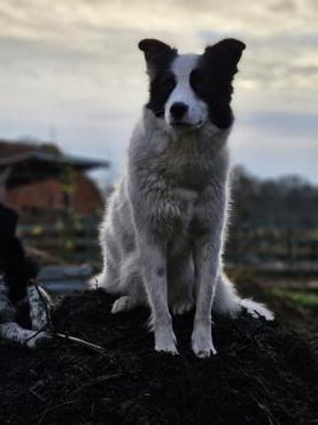 Naira wartet auf ein liebevolles Zuhause