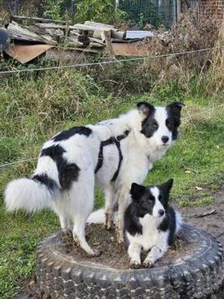 Naira wartet auf ein liebevolles Zuhause
