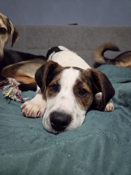 Haley wünscht sich ein liebevolles Zuhau