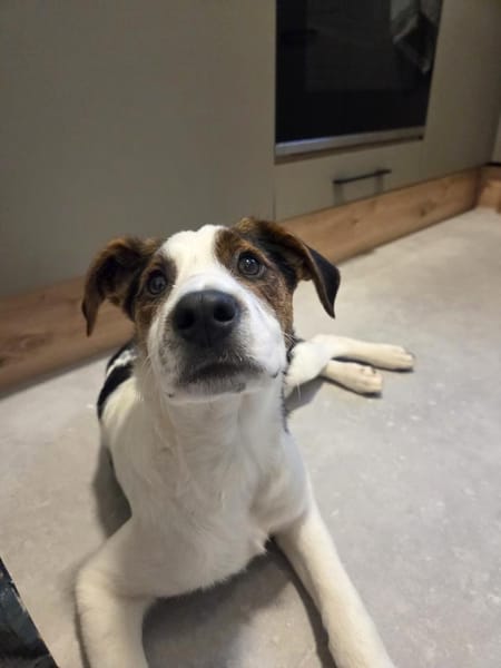 Haley wünscht sich ein liebevolles Zuhau