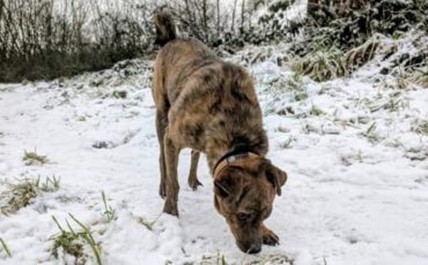 Einfühlsames Zuhause für Tobi gesucht