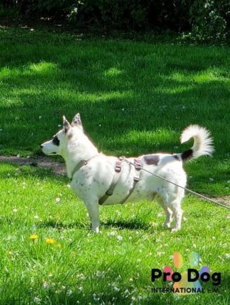 Aiko auf Pflegestelle