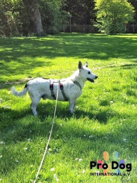 Aiko auf Pflegestelle