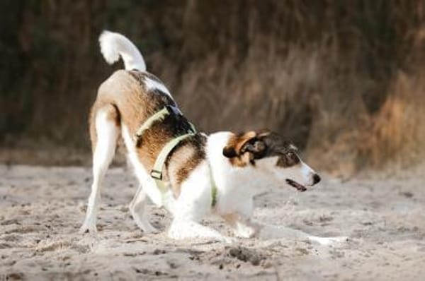 Adam - erobert schnell die Herzen