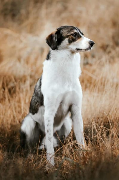 Adam - erobert schnell die Herzen