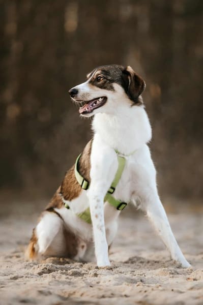 Adam - erobert schnell die Herzen