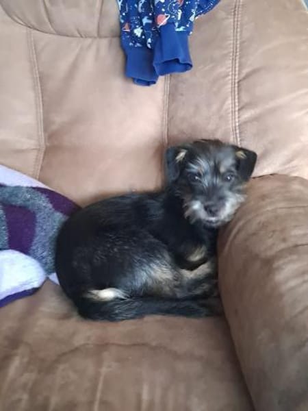 Leo  Ein kleiner Hund mit großem Herzen