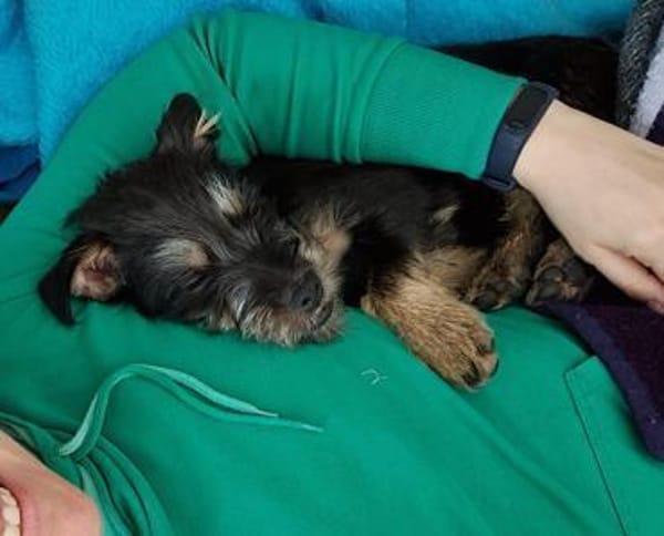 Leo  Ein kleiner Hund mit großem Herzen