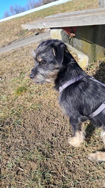 Leo  Ein kleiner Hund mit großem Herzen