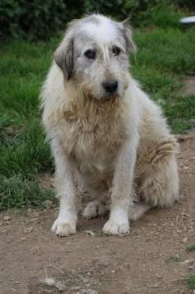 Luc - zutraulicher, aparter Rüde