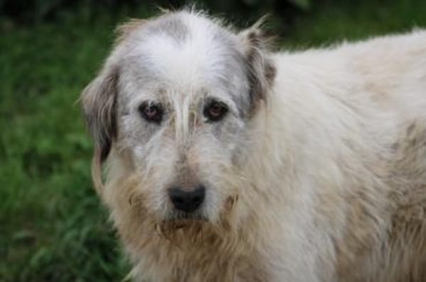 Luc - zutraulicher, aparter Rüde