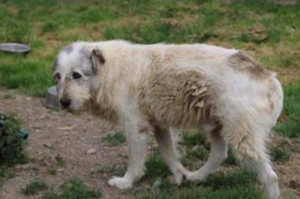 Luc - zutraulicher, aparter Rüde