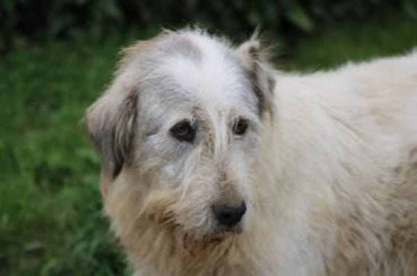 Luc - zutraulicher, aparter Rüde