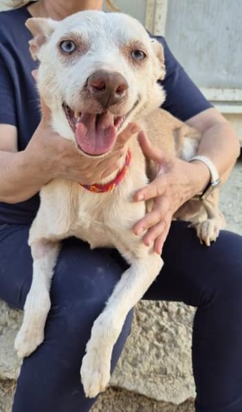 Dylan, liebenswerter, sanfter Opa