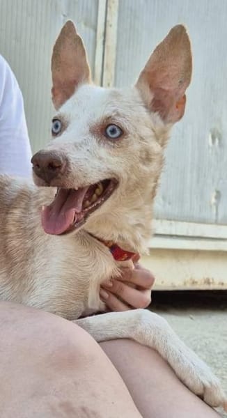 Dylan, liebenswerter, sanfter Opa