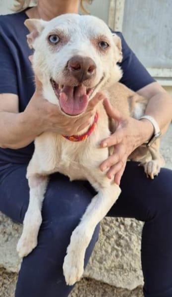 Dylan, liebenswerter, sanfter Opa