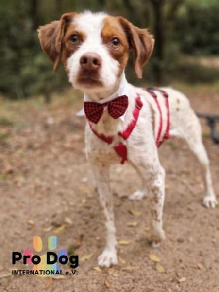 Diogo auf Pflegestelle