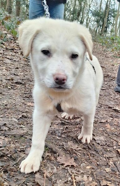 Will sucht sein Zuhause