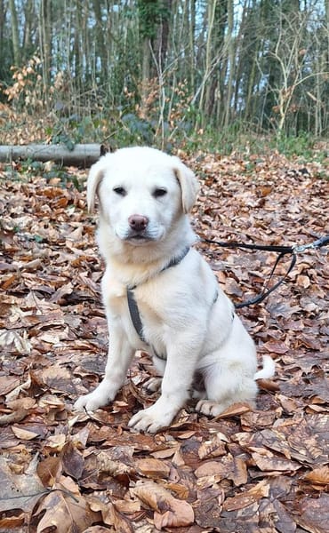 Will sucht sein Zuhause