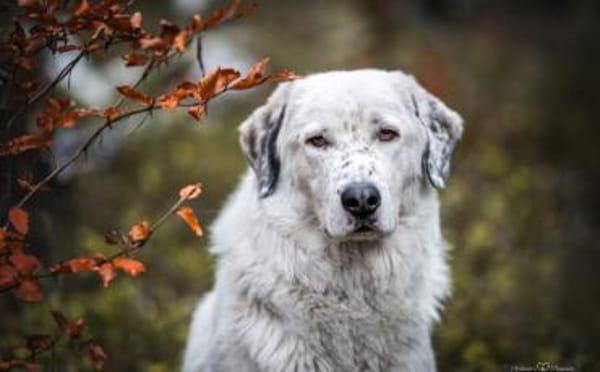 Leopold steckt voller Leben