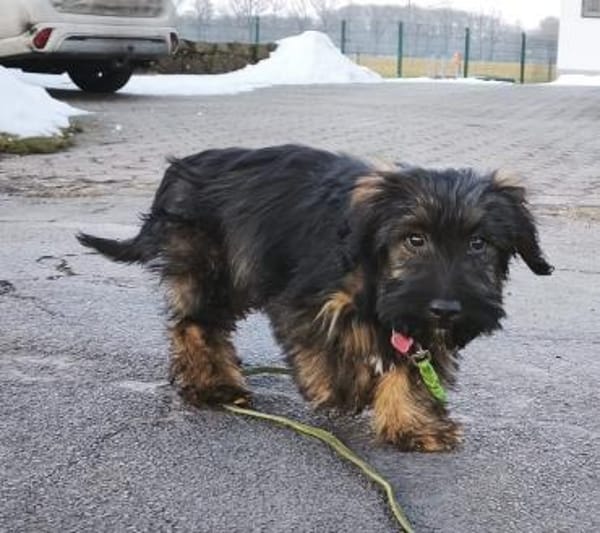 Fritz  Kleiner Teddybär wartet auf dich