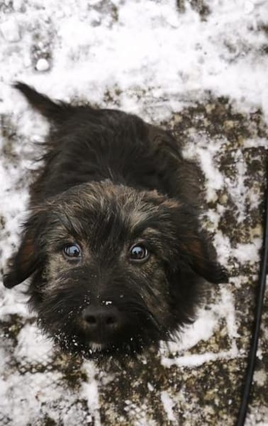 Fritz  Kleiner Teddybär wartet auf dich