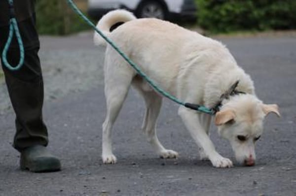 Siriu - zutraulich u. aufgeweckt