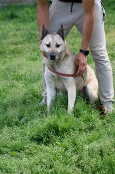 Cikito - verträglich u. sehr aufmerksam