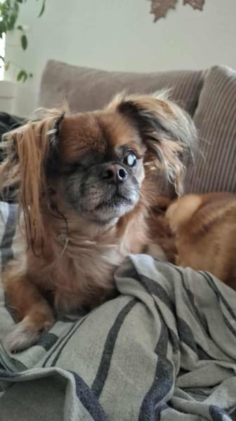 Bubble -ist ein lieber freundlicher Rüde