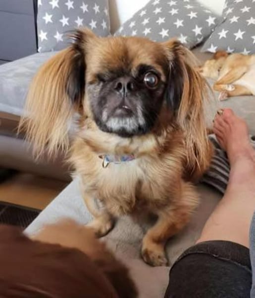 Bubble -ist ein lieber freundlicher Rüde